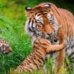 胜天国际:如何提升品牌在国际市场的影响力 3gtdml1