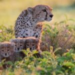 赏金国际平台的用户体验与反馈总结 bkfmm