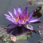 胜天国际:从地方到全球的商业扩展之路 i729wacts