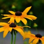 赏金国际平台的市场竞争力与策略分析 iwn9mkm