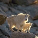 赏金国际官网的风险管理与防范措施 oe15ahb